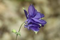 Aquilegia vulgaris