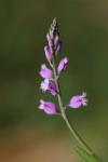 Polygala vulgaris