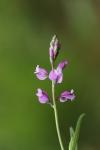 Polygala vulgaris