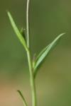 Polygala vulgaris