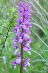Orchis mascula
