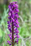 Orchis mascula