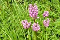 Orchis simia