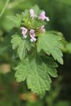 Lamium hybridum
