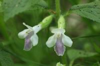 Melittis melissophyllum