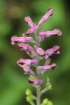 Fumaria officinalis