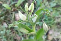 Cephalanthera damasonium