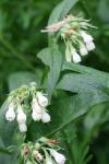 Symphytum officinale