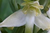 Platanthera chlorantha