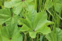 Malva sylvestris