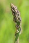 Asparagus officinalis