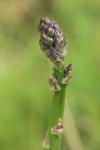Asparagus officinalis