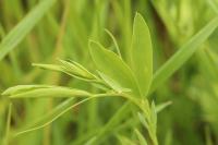 Lathyrus pratensis