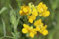 Lathyrus pratensis