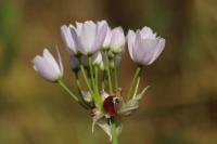 Allium roseum
