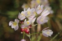 Allium roseum