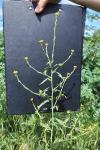 Sisymbrium officinale