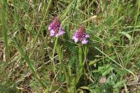 Anacamptis pyramidalis