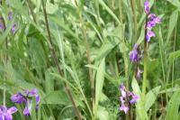 Anacamptis morio