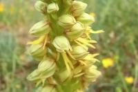 Orchis anthropophora