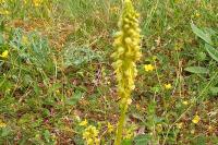 Orchis anthropophora