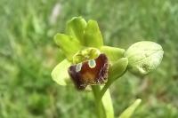 Ophrys aranifera