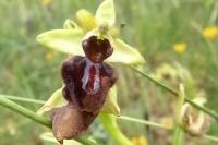 Ophrys aranifera