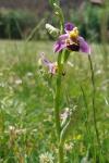 Ophrys apifera