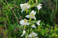 Platanthera chlorantha