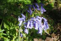 Hyacinthoides non-scripta