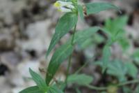 Melampyrum pratense