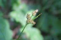 Luzula multiflora