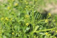 Ranunculus sceleratus