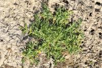 Lepidium coronopus