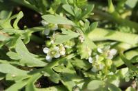 Lepidium coronopus