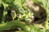 Lepidium coronopus
