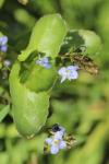 Veronica beccabunga