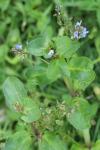 Veronica beccabunga