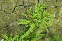 Asplenium trichomanes