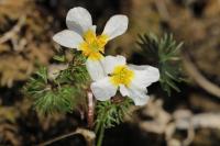Ranunculus trichophyllus