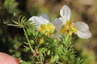 Ranunculus trichophyllus