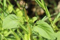 Scrophularia auriculata