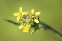 Sisymbrium officinale