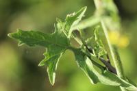 Sisymbrium officinale