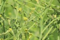 Sisymbrium officinale