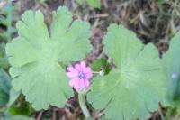 Geranium molle