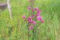 Aquilegia vulgaris