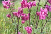 Aquilegia vulgaris