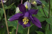 Aquilegia vulgaris