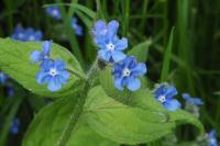 Pentaglottis sempervirens